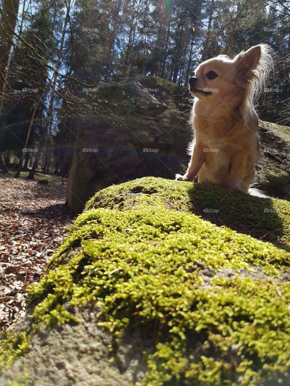 Chihuahua looks so lovley in the woods.