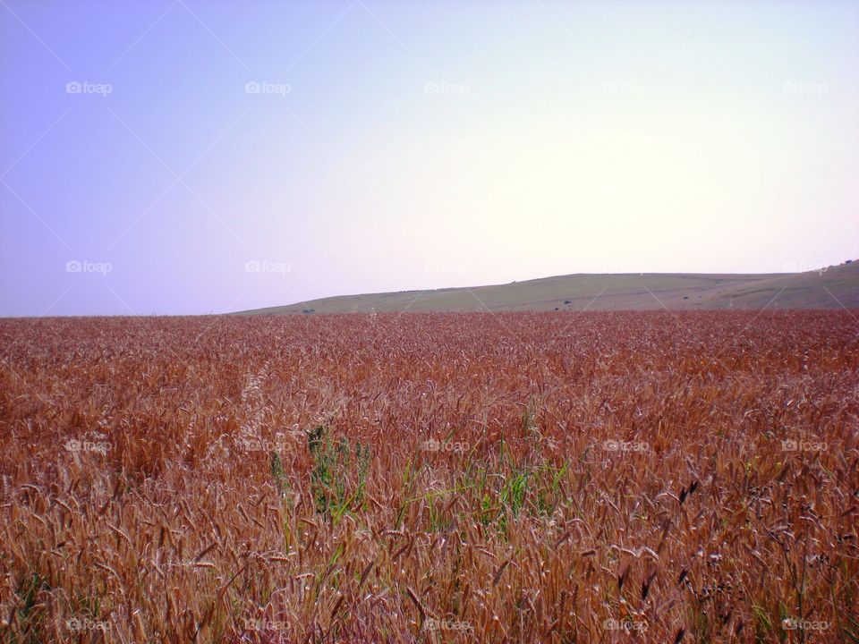 Wheat Field in the Summer