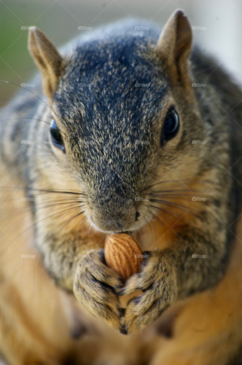 Squirrel eating almond