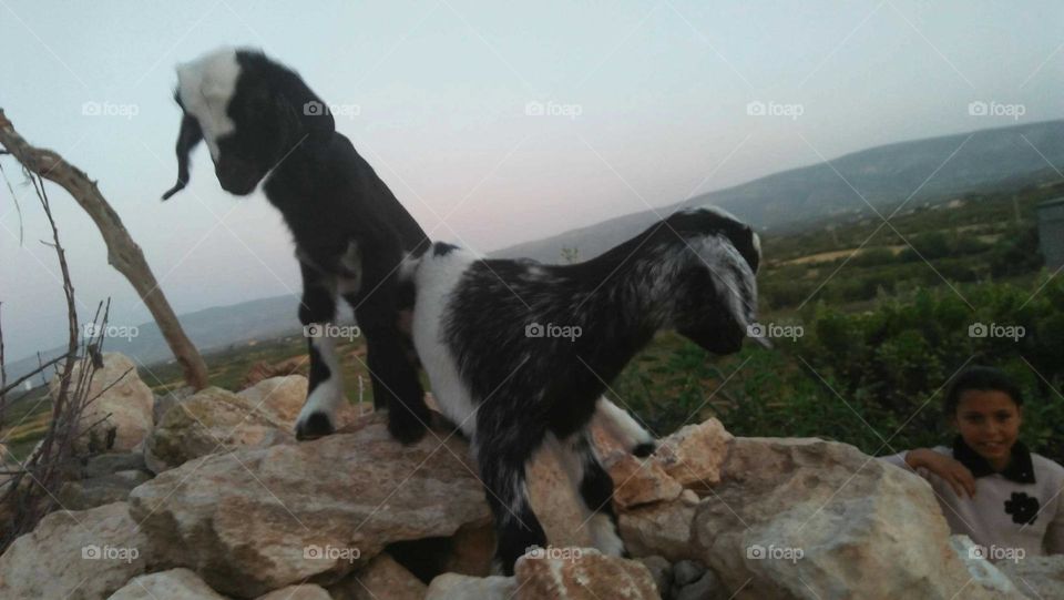 Beautiful goats on a rock