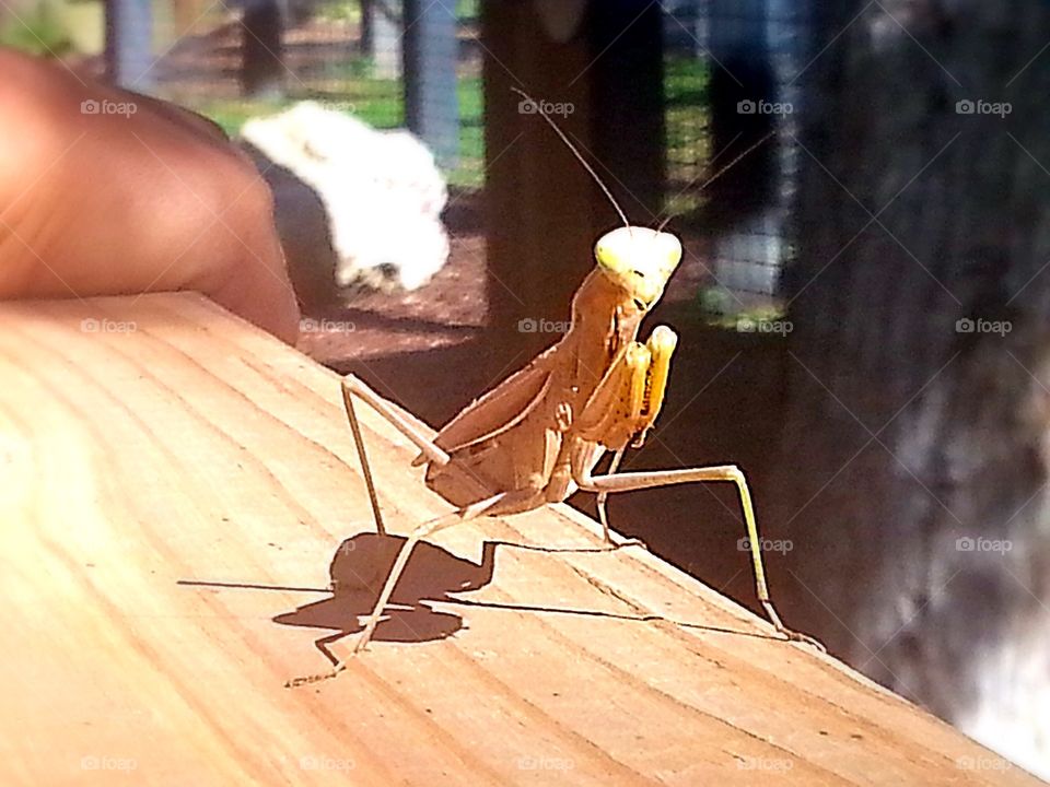 Prying mantis . The prying mantis was hanging out on a fence  this one was brown I only saw green ones before this was cool to see