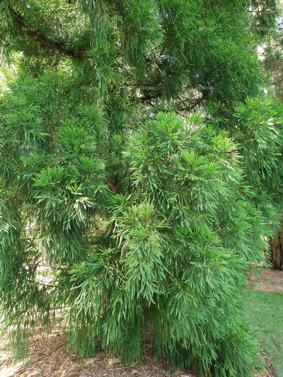 Evergreen tree