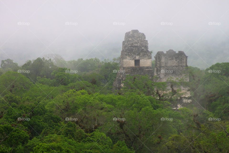 Foggy Morning in the Jungle