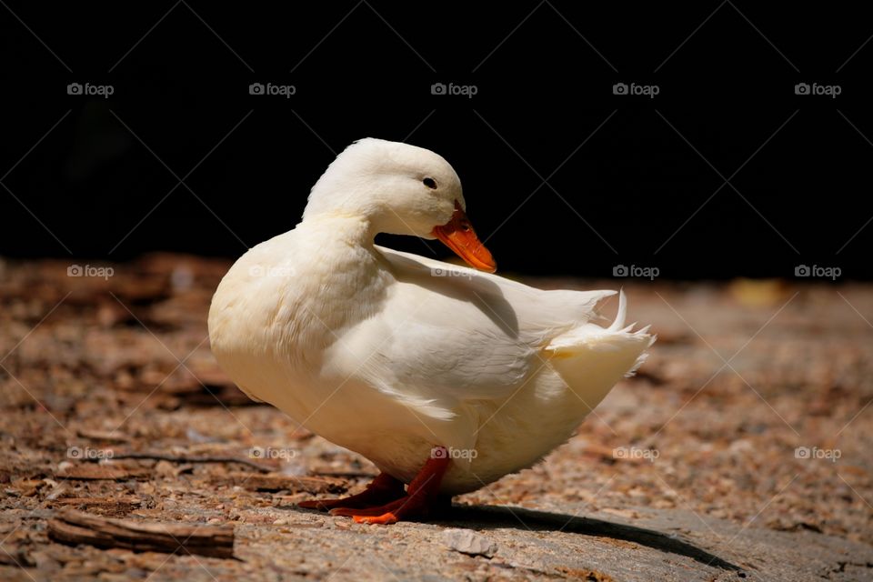 Model Duck