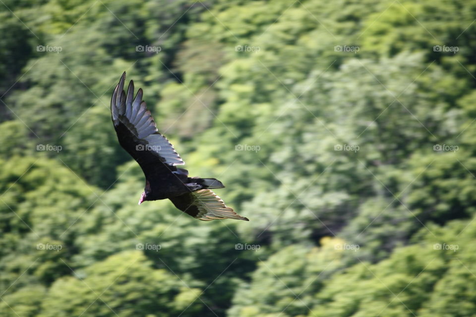 Fly of vulture