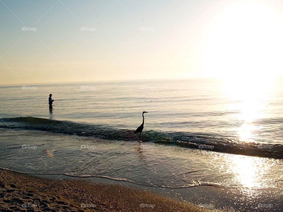 Fisher Bird and Fisherman 