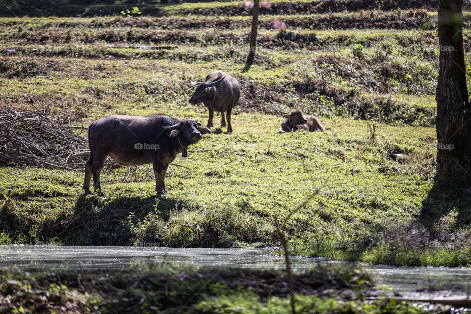 Buffalo in the farm