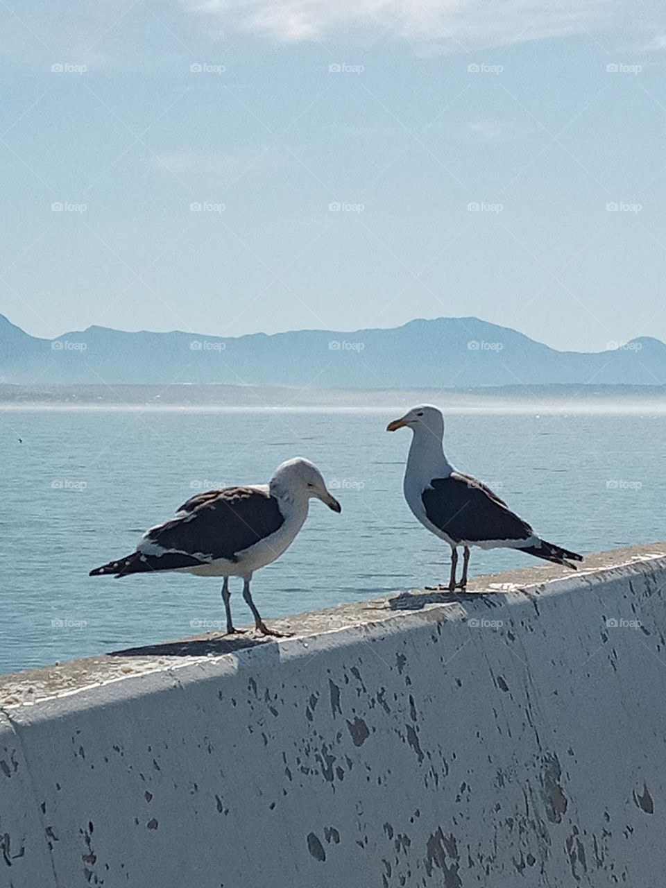 Sea birds