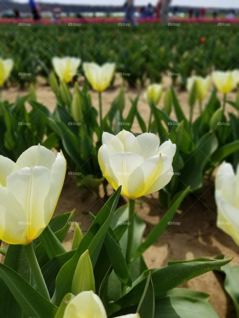 Tulips Festival, NJ