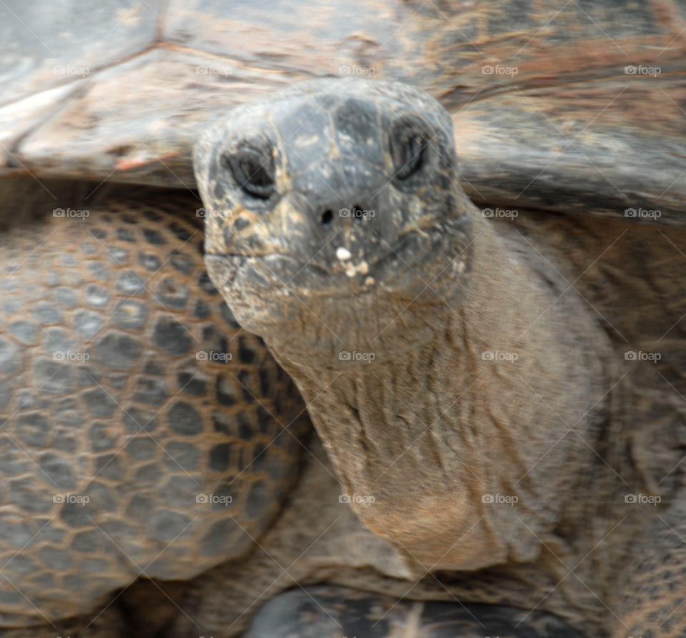 face old reptile huge by lightanddrawing