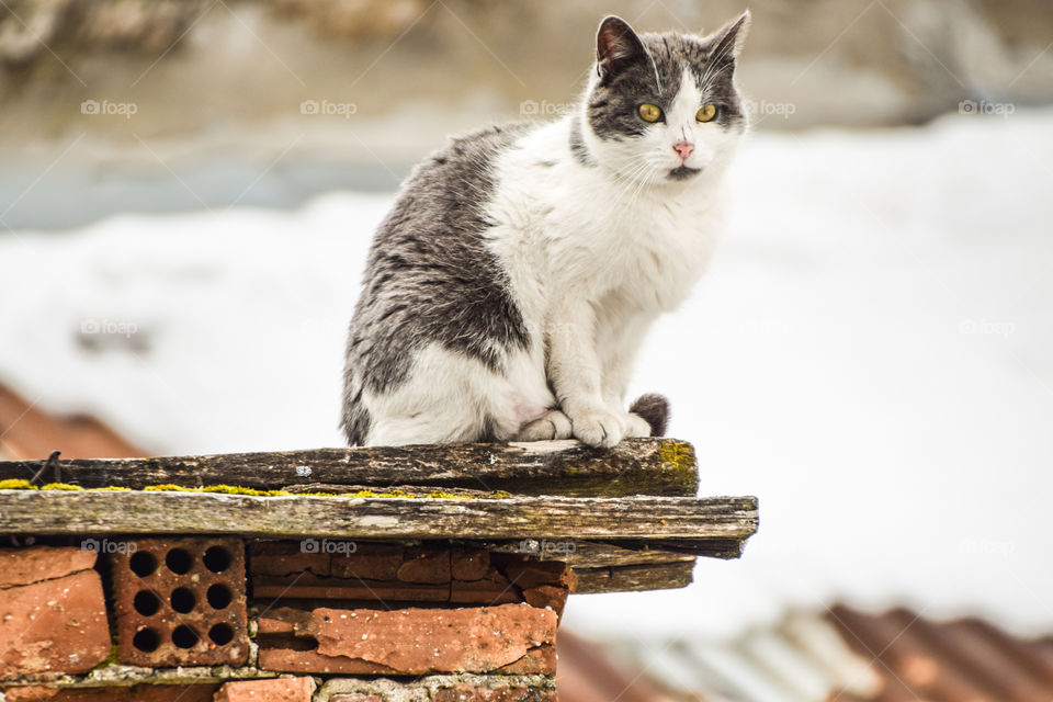 No Person, Cat, Nature, Animal, Outdoors