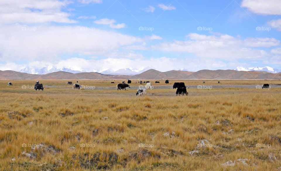 yaks in the tibetan fields