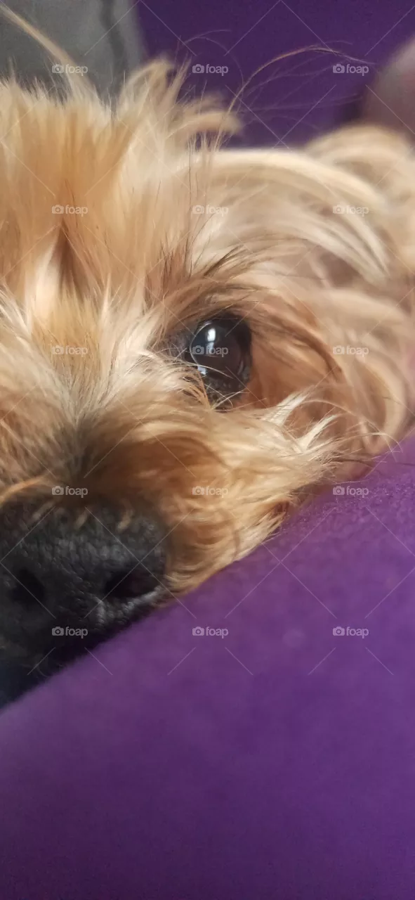 dog with earth look close up