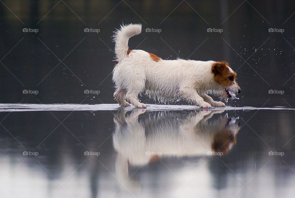 Dog playing on ice