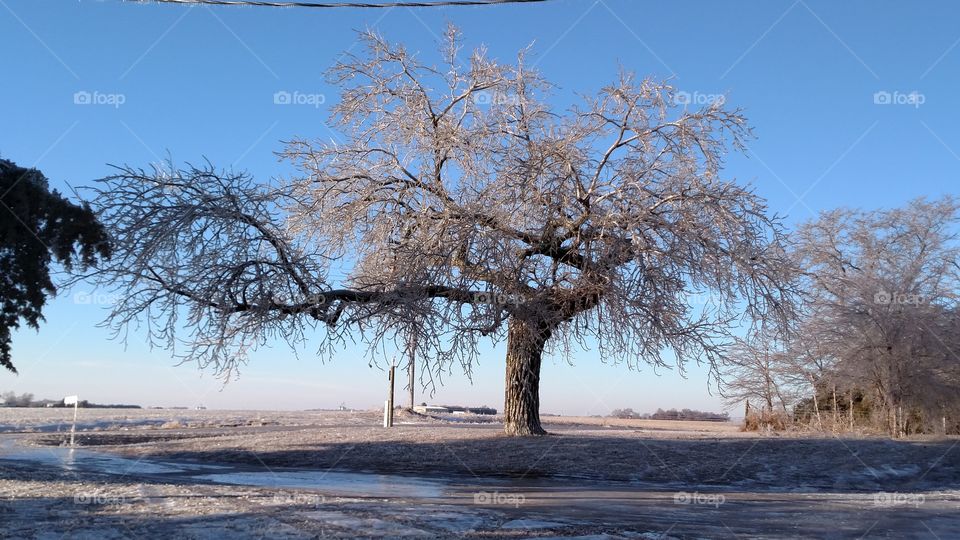 Tree, Landscape, Winter, Nature, Snow