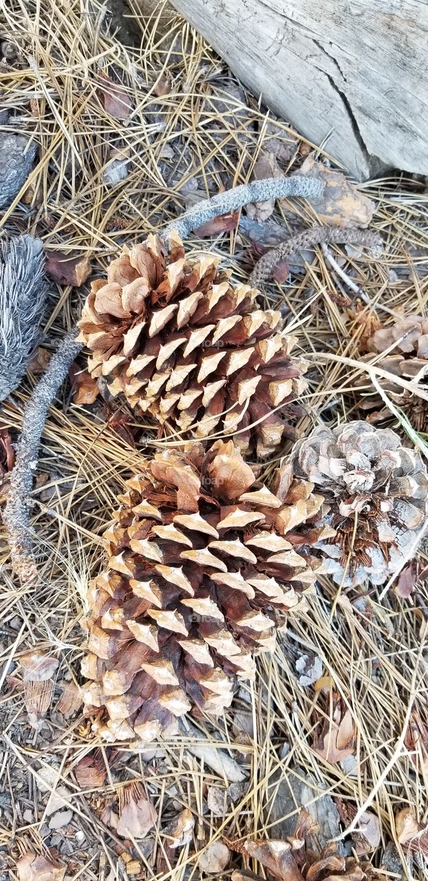 Cones in the Mountains