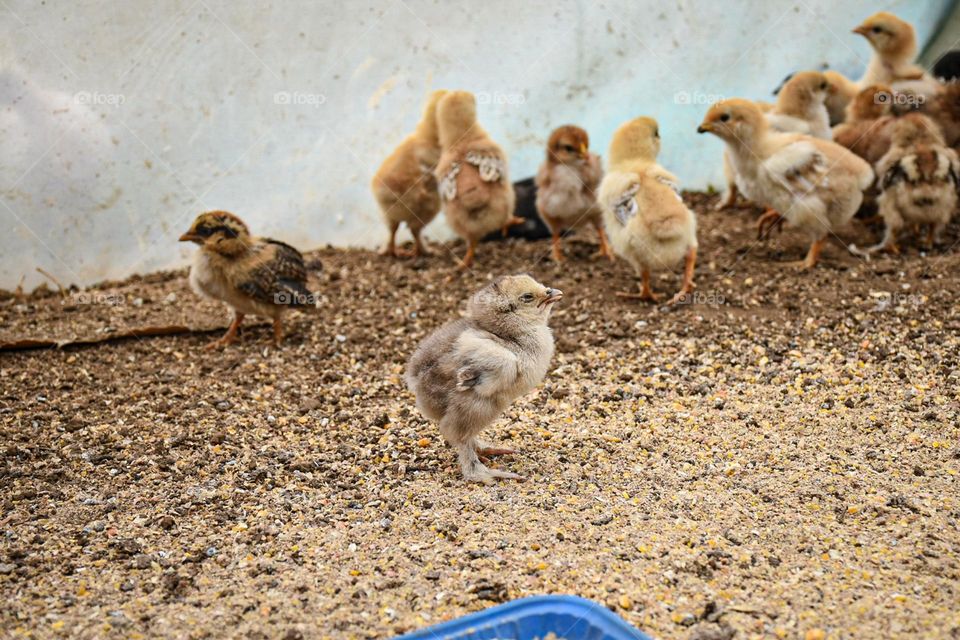 Small chicken sleeping in a pen 