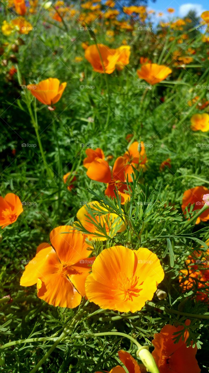 Orange flowers