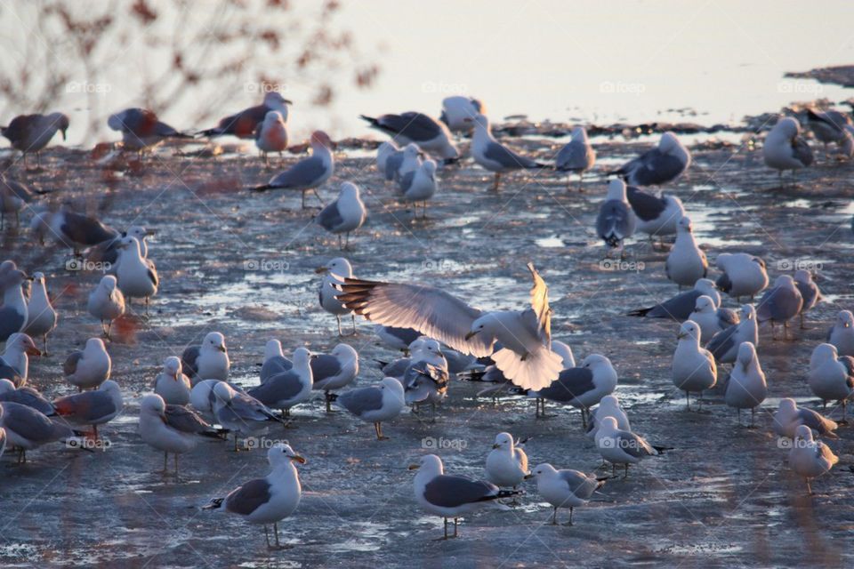 Seagull City