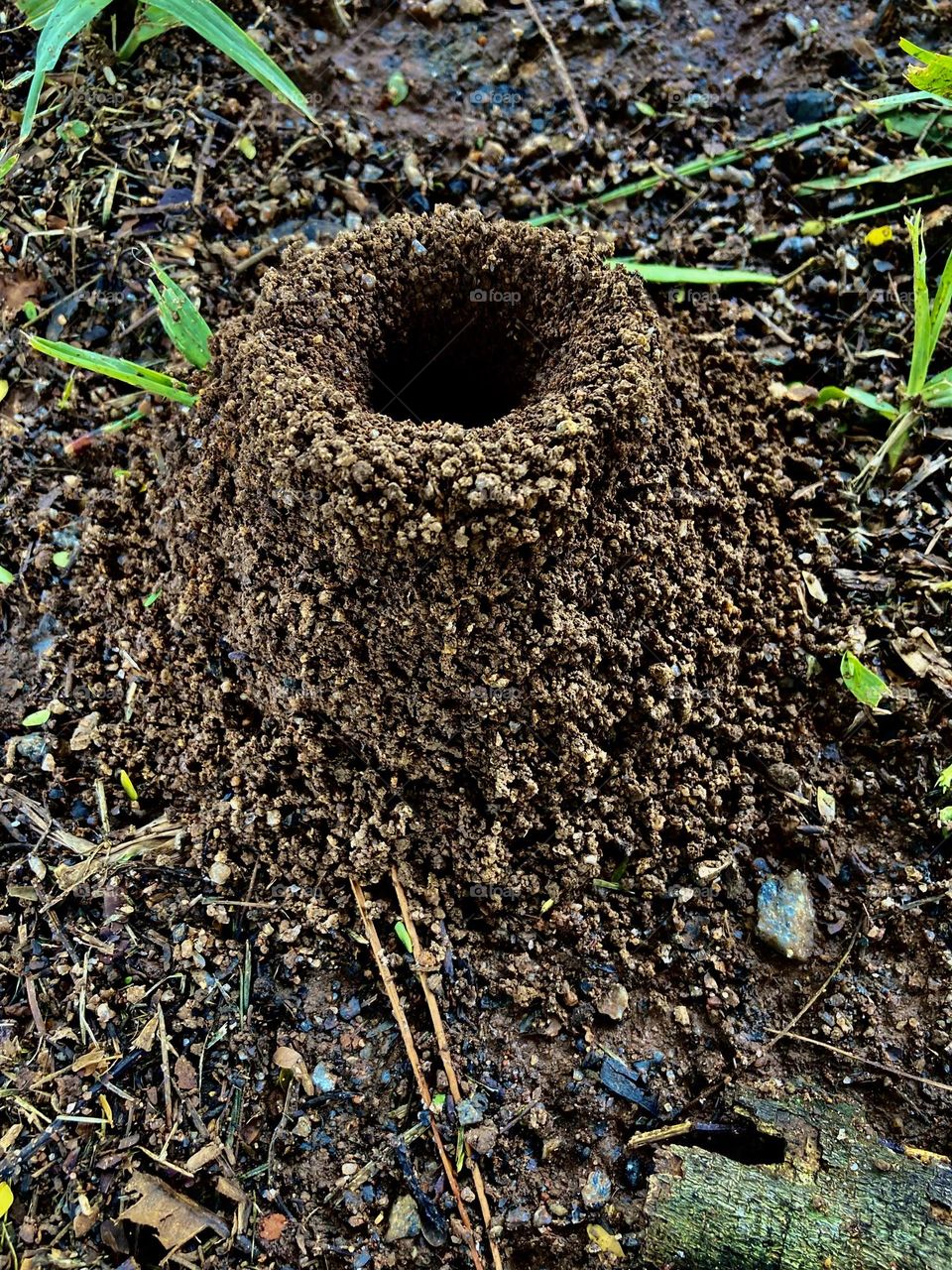 Não há feriado que resista à disposição das formigas!

Como são trabalhadoras… em pouco tempo, construíram esse formigueiro em forma de vulcão.

Pena que querem devorar nossas roseiras… Mas “aplaudo gente trabalhadora”!