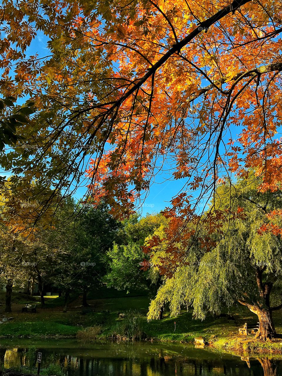 Fall colors