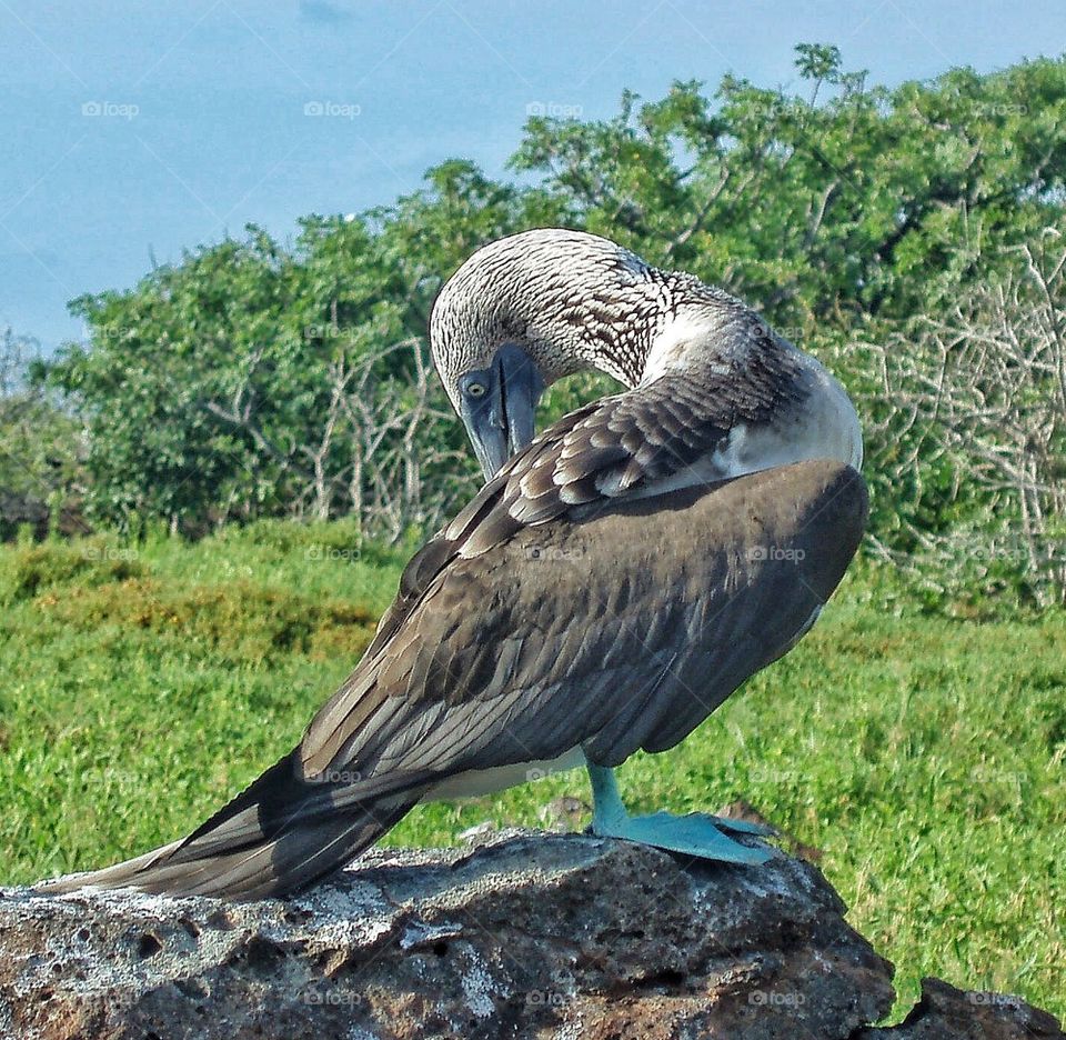 Blue footed booby