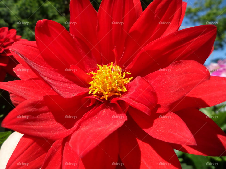 Close-up of red flower