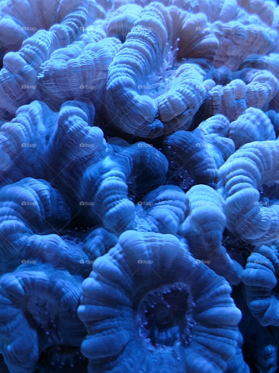Cobalt Candy Cane coral