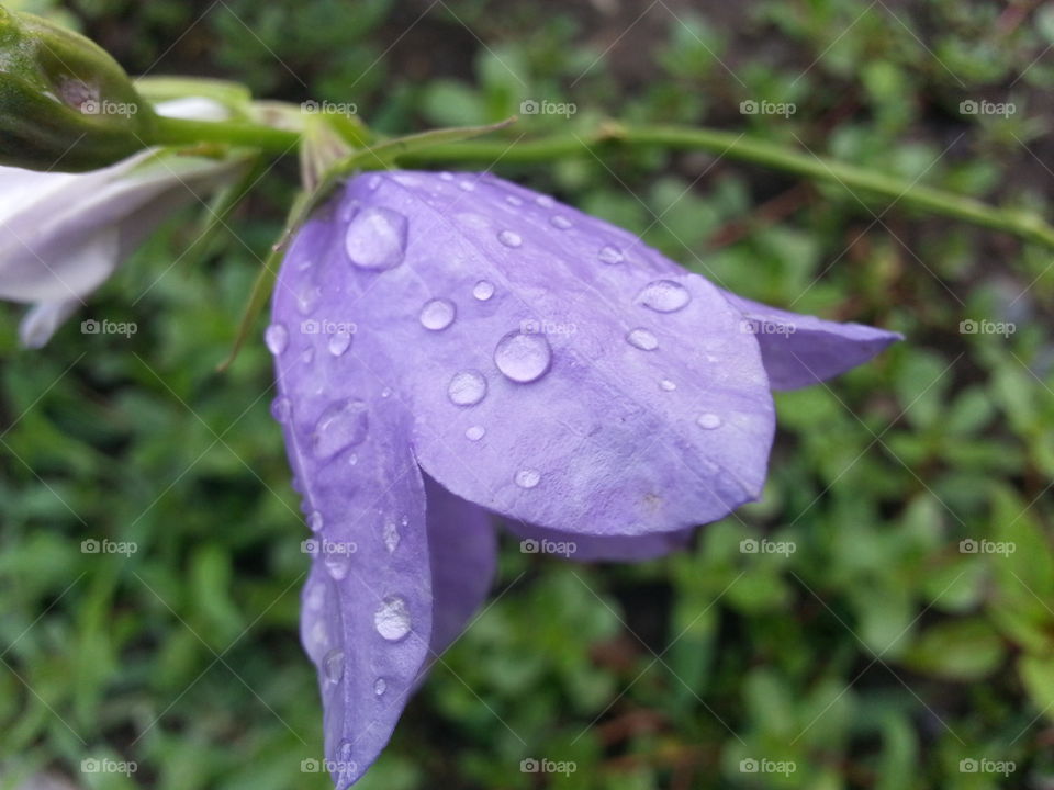 rain drops on blue bell