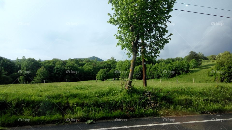 Landscape, Tree, No Person, Road, Nature