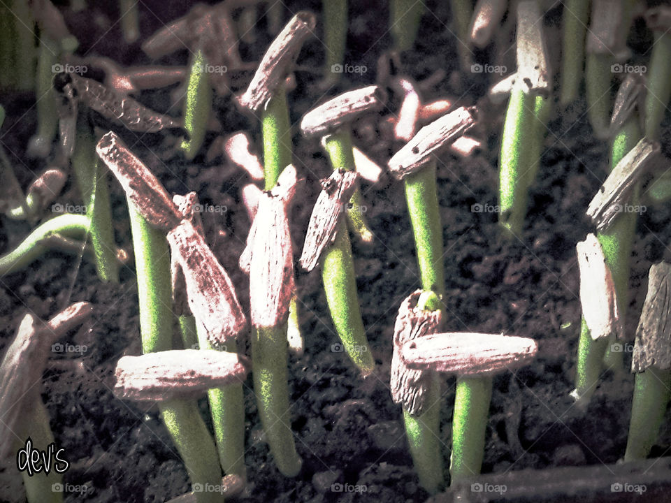 You live need oxygen and I am the producer 🌱