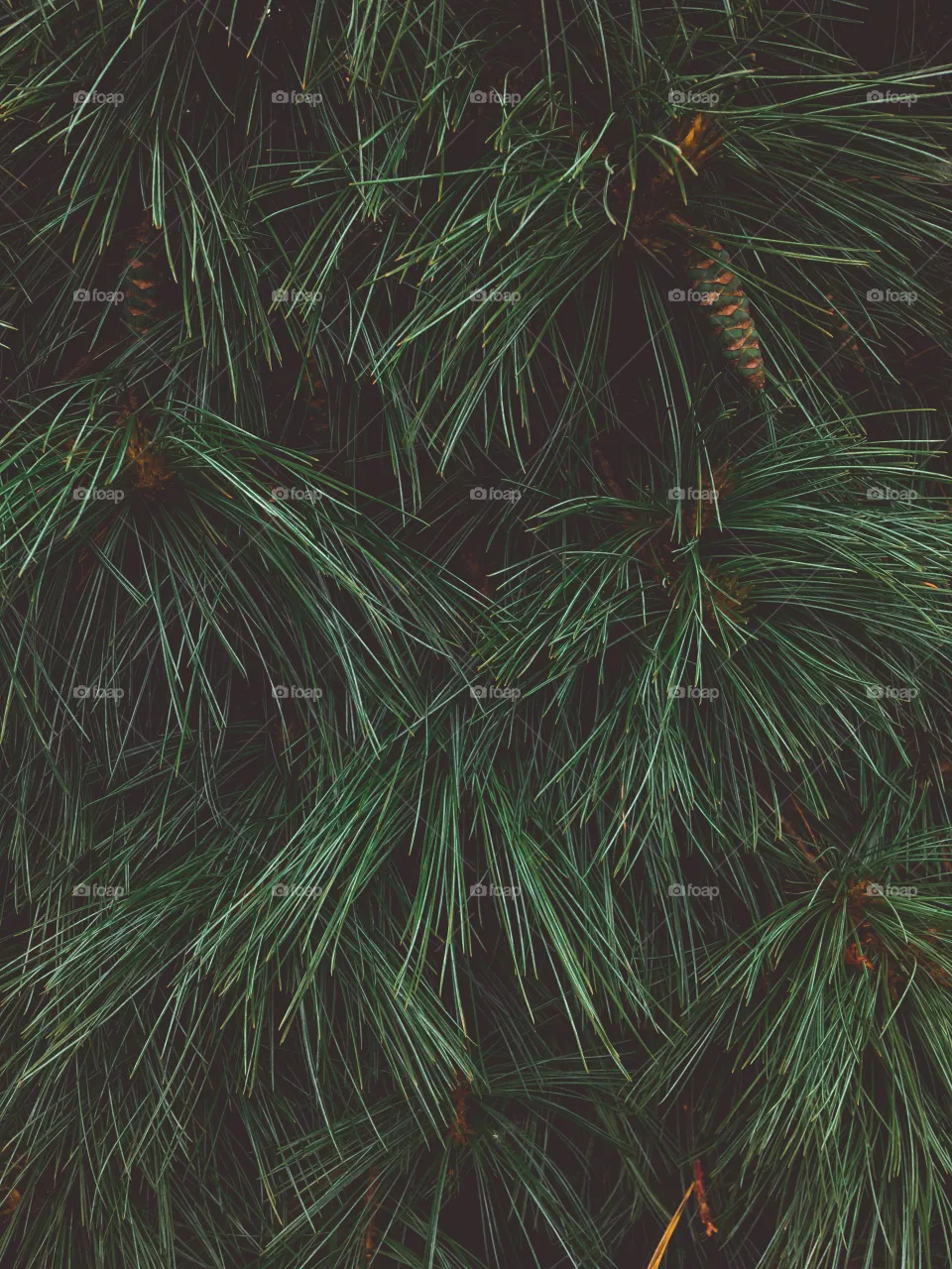 Nature photo