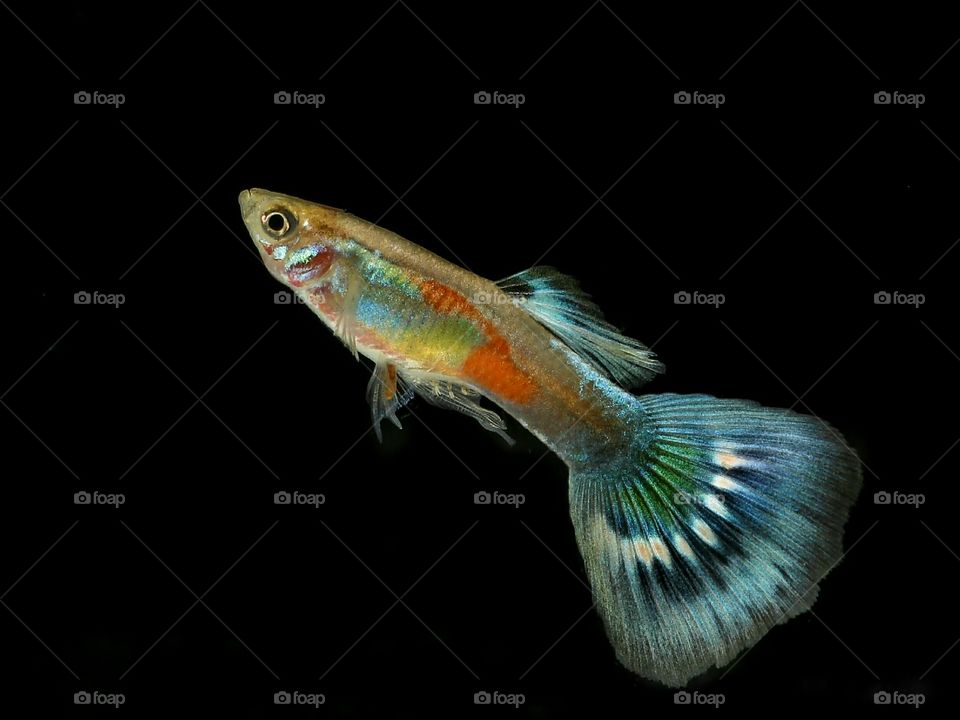 Guppy Fish
Dark Macro