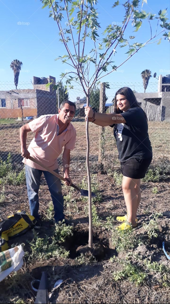 plantando un árbol