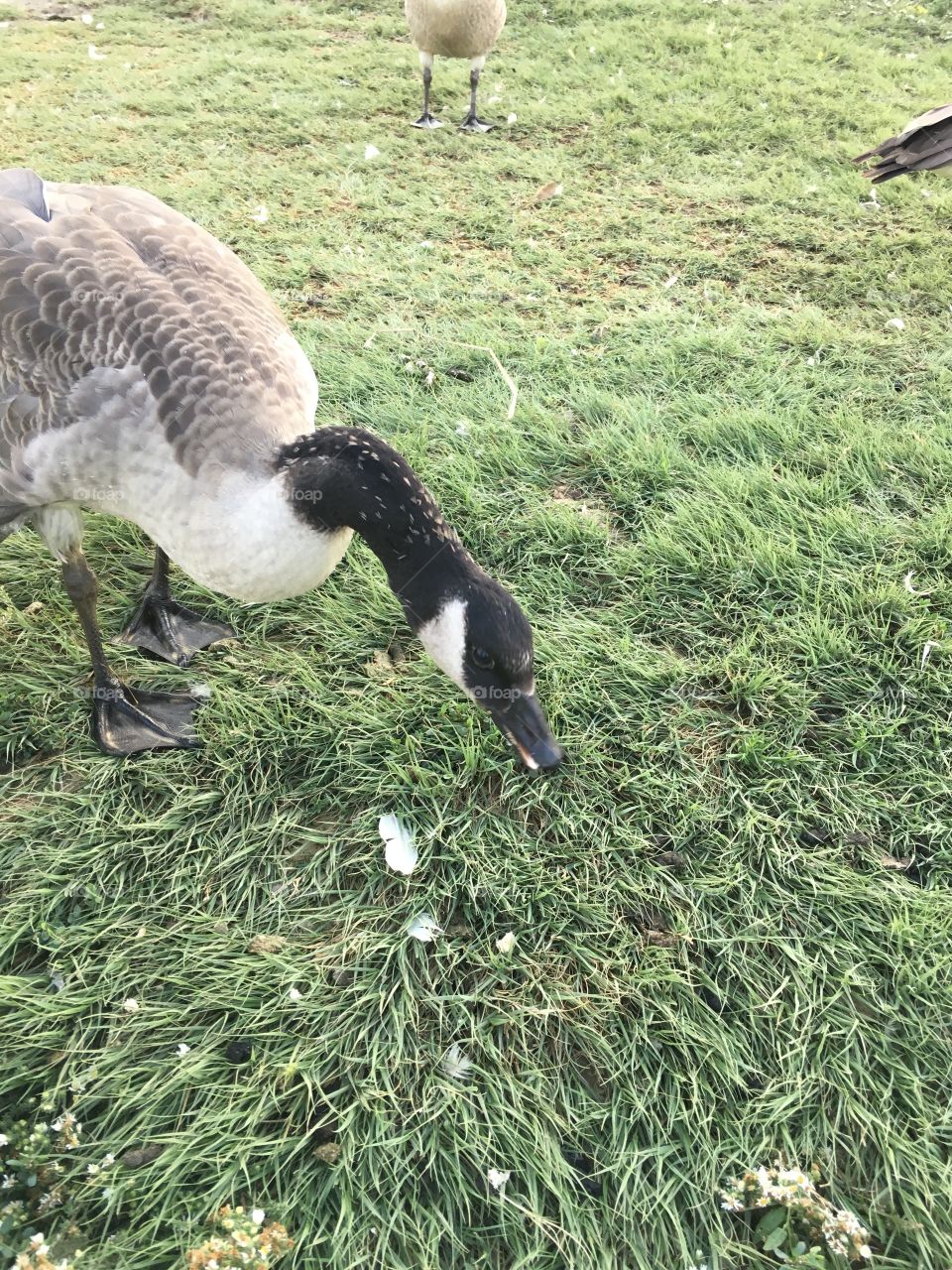 Canadian geese 