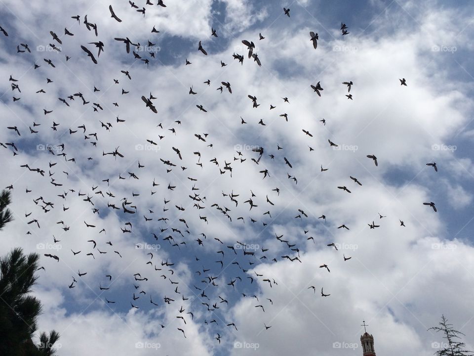 Bird, Sky, Goose, Nature, Flight