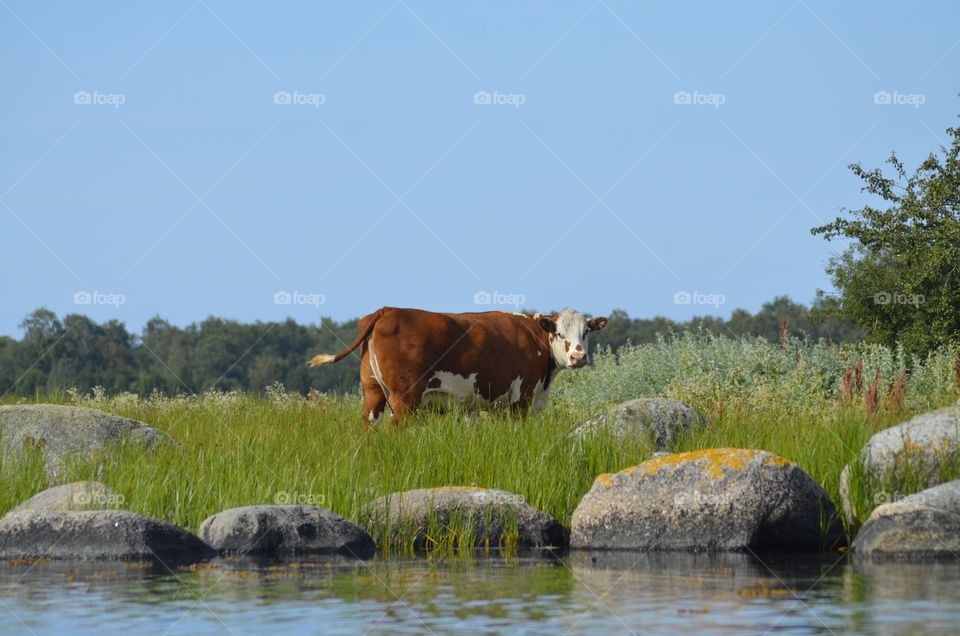 Cow at sea