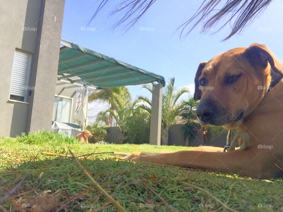 Dog, No Person, Outdoors, Grass, Summer