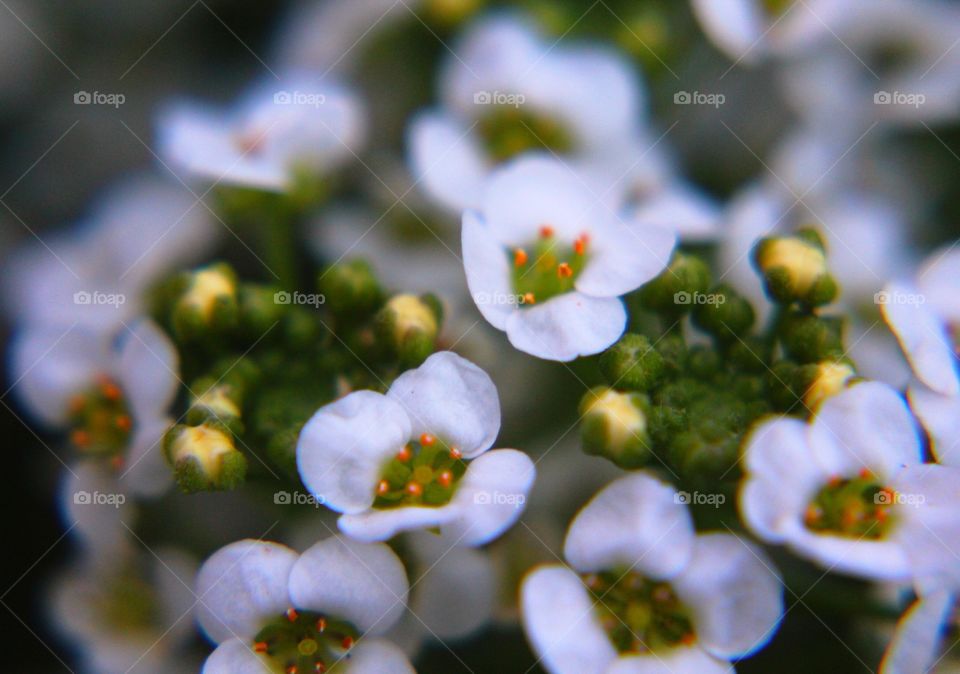 Tiny white flowers