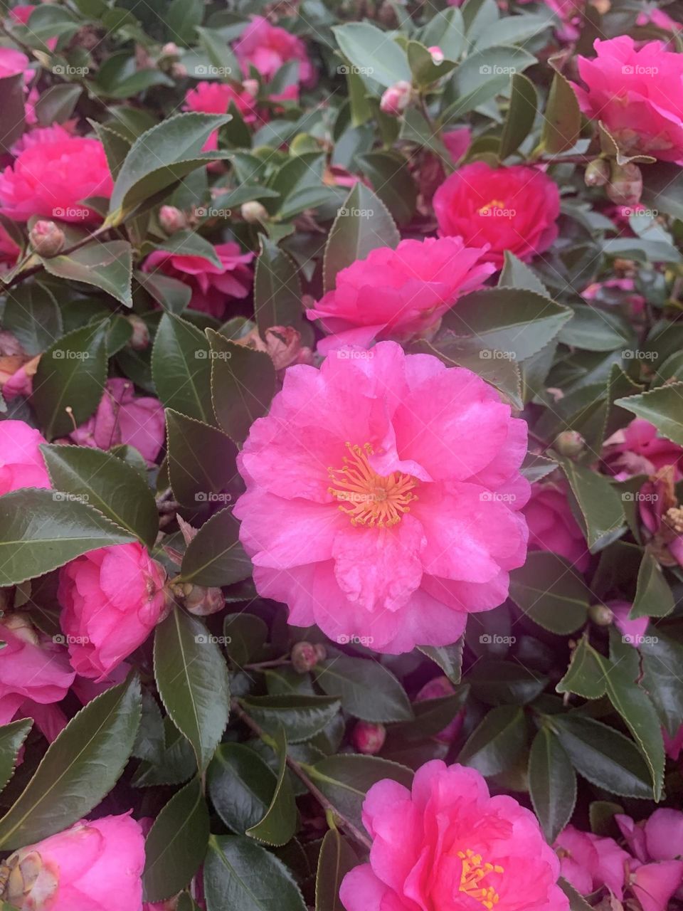 Camellia bloom 