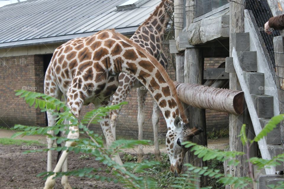 Giraffe having a scratch 