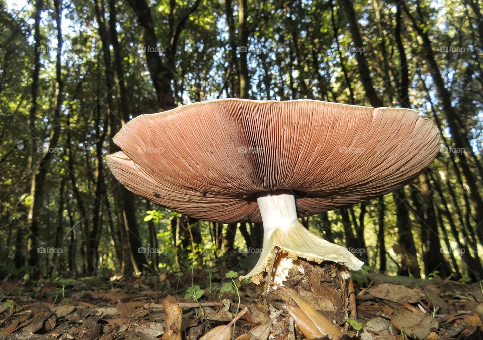 fresh Agaricus mushroom view by low angle - edible, Sardinia ITALY