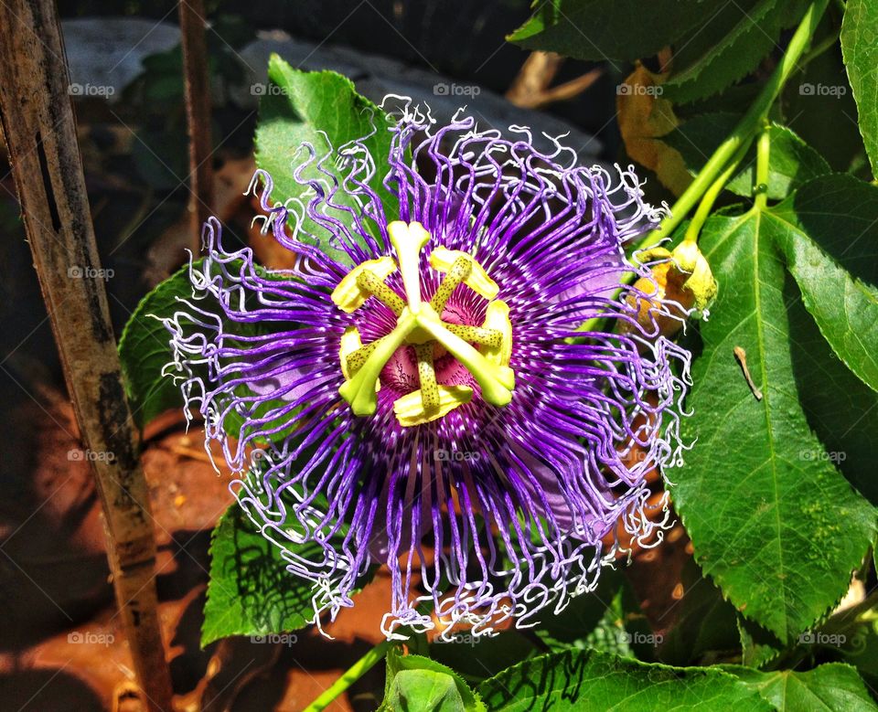 Purple Flower