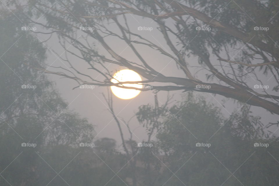 Full round moon shrouded by trees