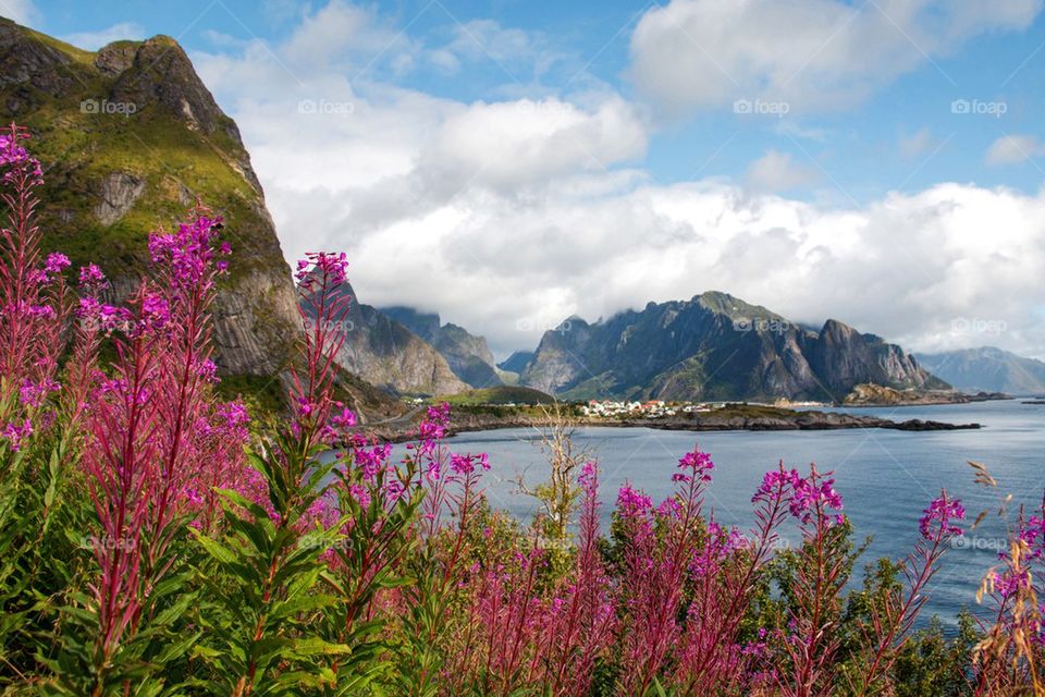 Pink flowers in lofoten islands