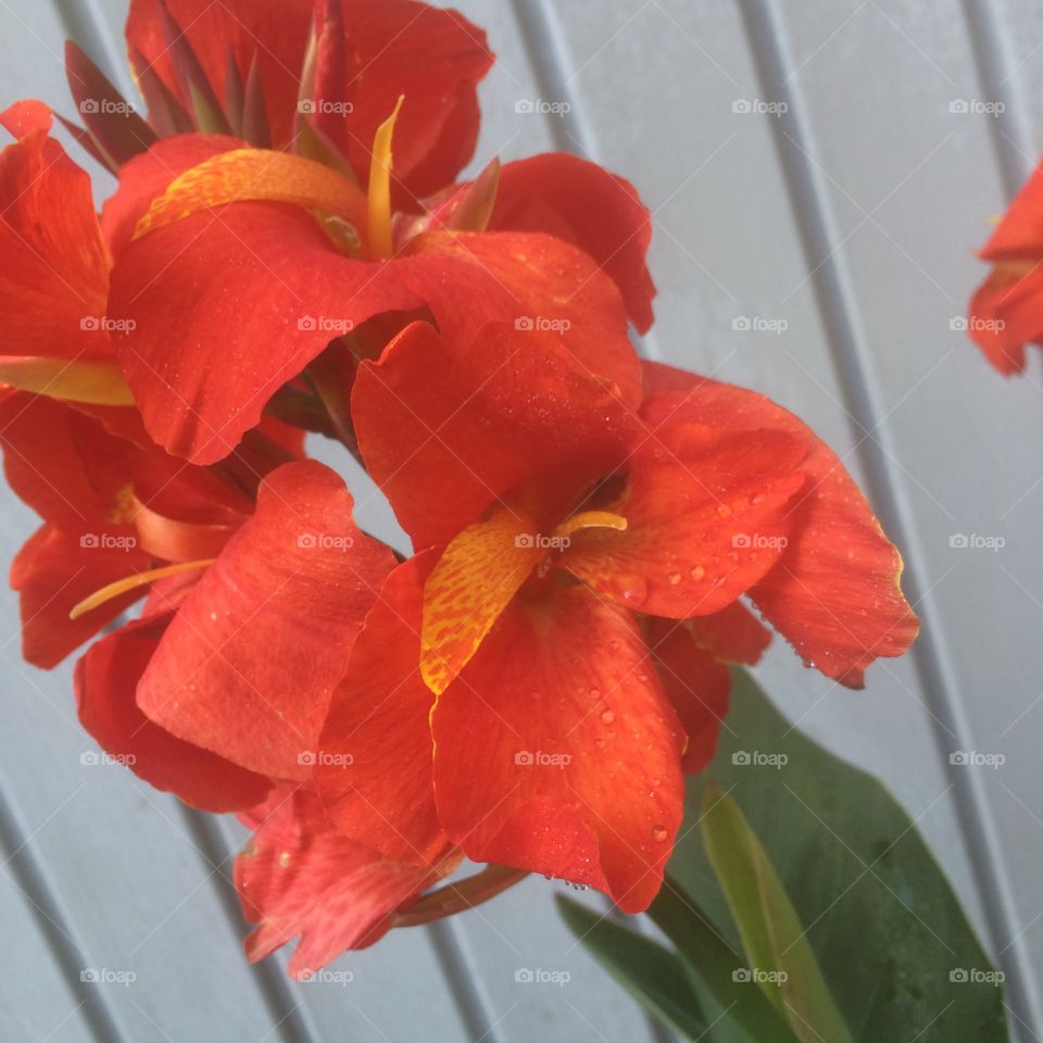 Canna lily. Flowering. 