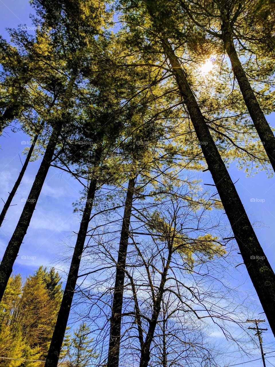Tree Interplay On Lees-McRae Campus in North Carolina, USA 2