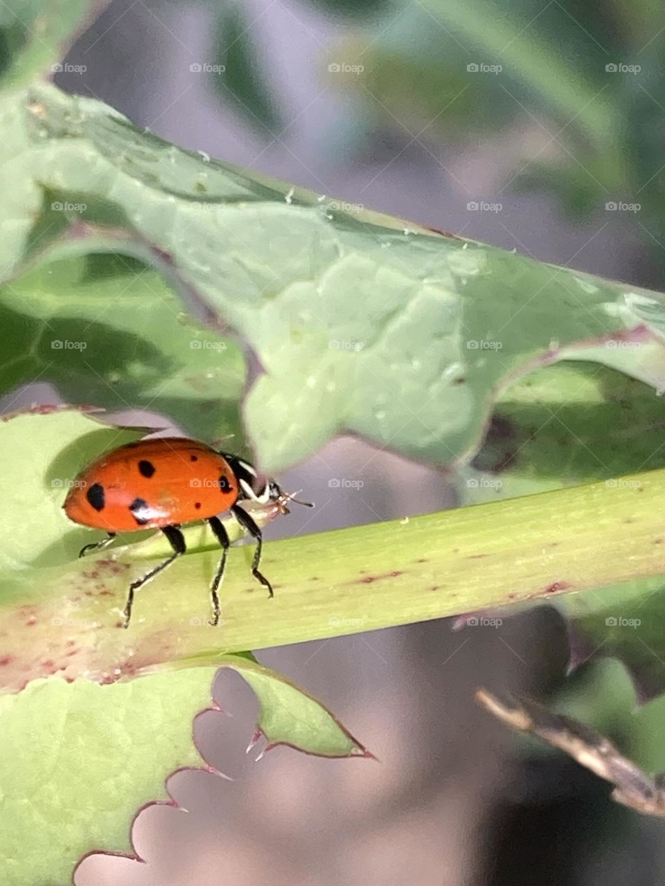 Ladybug-ish