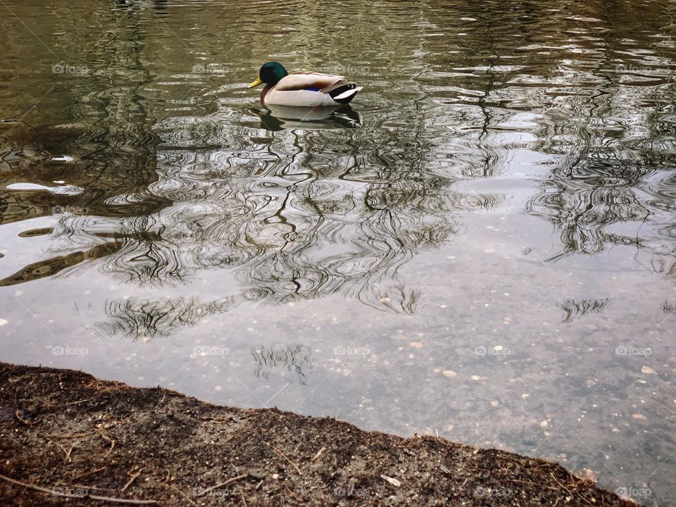 One duck in the river