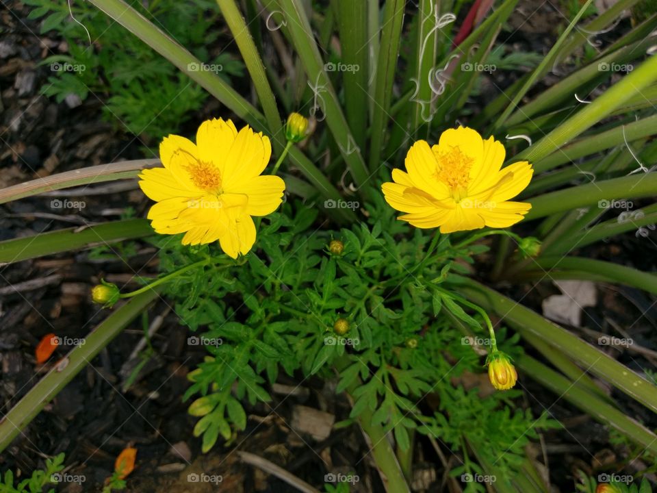 Yellow flowerd